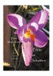 Blüte im Schatten (eBook, ePUB) - Bild 1