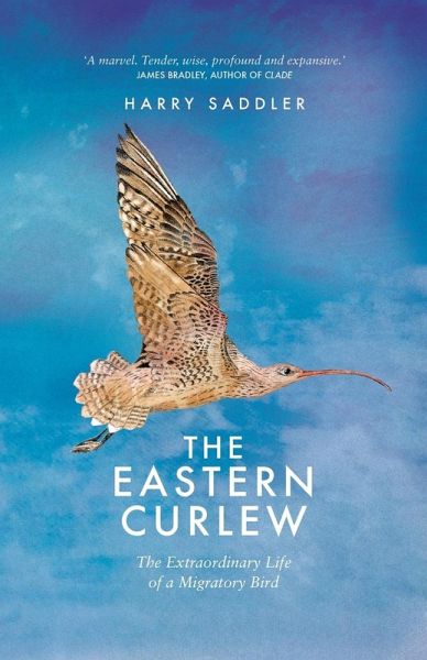 The Eastern Curlew The Eastern Curlew