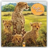 Patricia Maccarthy's Beautiful Babies Wall Calendar 2025 (Art Calendar) Patricia Maccarthy's Beautiful Babies Wall Calendar 2025 (Art Calendar)