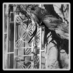 The Night is the Gardener of Words (eBook, ePUB)