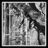 The Night is the Gardener of Words (eBook, ePUB)