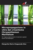 Micropropagazione in vitro del crisantemo Chrysanthemun Morifolium