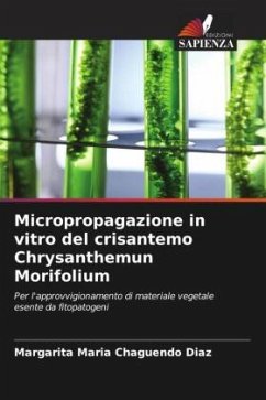 Micropropagazione in vitro del crisantemo Chrysanthemun Morifolium - Chaguendo Diaz, Margarita Maria