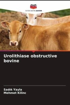 Urolithiase obstructive bovine - Yayla, Sadik;KILINC, Mehmet