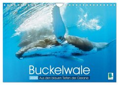 Buckelwale: Aus den blauen Tiefen der Ozeane (Wandkalender 2025 DIN A4 quer), CALVENDO Monatskalender
