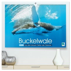 Buckelwale: Aus den blauen Tiefen der Ozeane (hochwertiger Premium Wandkalender 2025 DIN A2 quer), Kunstdruck in Hochglanz