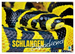 Schlangen: Zupackend (Wandkalender 2025 DIN A2 quer), CALVENDO Monatskalender - Calvendo