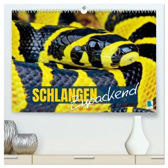 Schlangen: Zupackend (hochwertiger Premium Wandkalender 2025 DIN A2 quer), Kunstdruck in Hochglanz - Calvendo