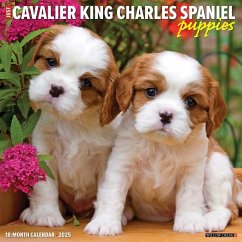 Just Cavalier King Charles Spaniel Puppies 2025 12 X 12 Wall Calendar - Willow Creek Press