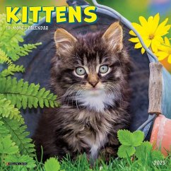 Kittens 2025 7 X 7 Mini Wall Calendar - Willow Creek Press