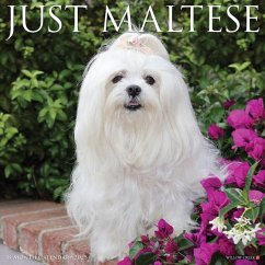 Just Maltese 2025 12 X 12 Wall Calendar - Willow Creek Press