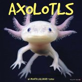 Axolotls 2025 12 X 12 Wall Calendar