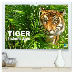 Tiger: Gestreifte Jäger (hochwertiger Premium Wandkalender 2025 DIN A2 quer), Kunstdruck in Hochglanz