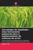 Tecnologia de haplóides - Uma ferramenta potencial para o melhoramento de culturas de arroz