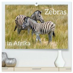 Zebras in Afrika (hochwertiger Premium Wandkalender 2025 DIN A2 quer), Kunstdruck in Hochglanz - Calvendo;Kulisch, Christiane