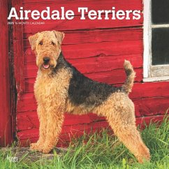 Airedale Terriers 2025 12 X 24 Inch Monthly Square Wall Calendar Plastic-Free - Browntrout