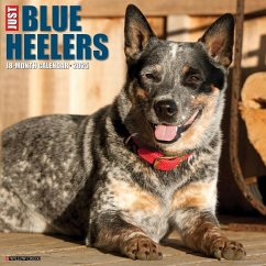 Just Blue Heelers 2025 12 X 12 Wall Calendar - Willow Creek Press