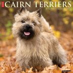 Just Cairn Terriers 2025 12 X 12 Wall Calendar