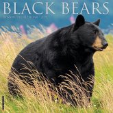 Black Bears 2025 12 X 12 Wall Calendar