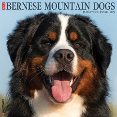 Just Bernese Mountain Dog 2025 12 X 12 Wall Calendar - Willow Creek Press