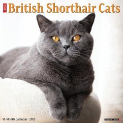 British Shorthair Cats 2025 12 X 12 Wall Calendar - Willow Creek Press