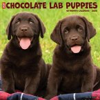 Just Chocolate Lab Puppies 2025 12 X 12 Wall Calendar