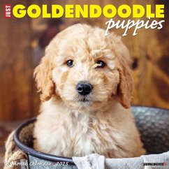 Just Goldendoodle Puppies 2025 12 X 12 Wall Calendar - Willow Creek Press
