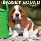 Just Basset Hound Puppies 2025 12 X 12 Wall Calendar