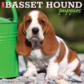 Just Basset Hound Puppies 2025 12 X 12 Wall Calendar