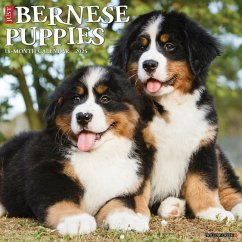 Just Bernese Mountain Puppies 2025 12 X 12 Wall Calendar - Willow Creek Press