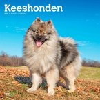 Keeshonden 2025 12 X 24 Inch Monthly Square Wall Calendar Plastic-Free