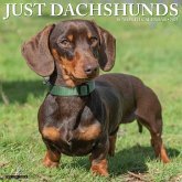 Just Dachshunds 2025 12 X 12 Wall Calendar