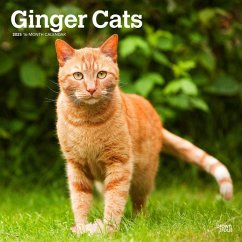 Ginger Cats 2025 12 X 24 Inch Monthly Square Wall Calendar Plastic-Free - Browntrout