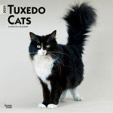 Tuxedo Cats 2025 12 X 24 Inch Monthly Square Wall Calendar Plastic-Free