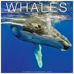 Whales 2025 12 X 12 Wall Calendar - Willow Creek Press