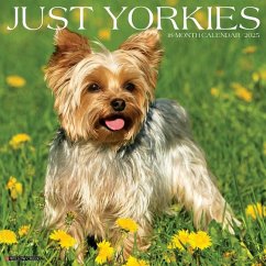 Just Yorkies 2025 12 X 12 Wall Calendar - Willow Creek Press