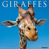 Giraffes 2025 12 X 12 Wall Calendar