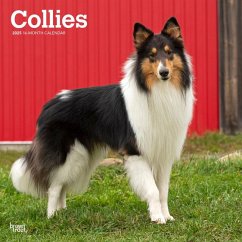 Collies 2025 12 X 24 Inch Monthly Square Wall Calendar Plastic-Free - Browntrout