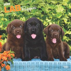 Labrador Retriever Puppies 2025 12 X 24 Inch Monthly Square Wall Calendar Plastic-Free - Browntrout