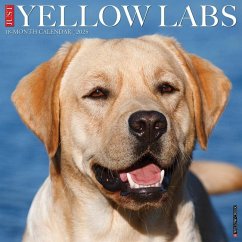 Just Yellow Labs 2025 12 X 12 Wall Calendar - Willow Creek Press