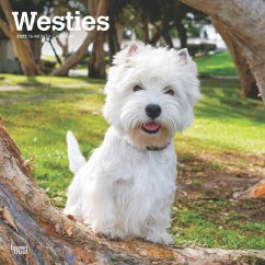 West Highland White Terriers 2025 12 X 24 Inch Monthly Square Wall Calendar Plastic-Free - Browntrout