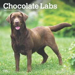 Chocolate Labrador Retrievers 2025 12 X 24 Inch Monthly Square Wall Calendar Plastic-Free - Browntrout