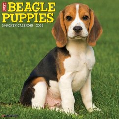 Just Beagle Puppies 2025 12 X 12 Wall Calendar - Willow Creek Press