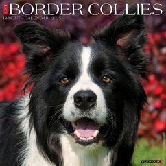 Just Border Collies 2025 12 X 12 Wall Calendar - Willow Creek Press