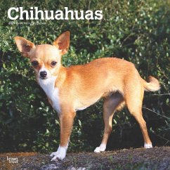 Chihuahuas 2025 12 X 24 Inch Monthly Square Wall Calendar Plastic-Free - Browntrout