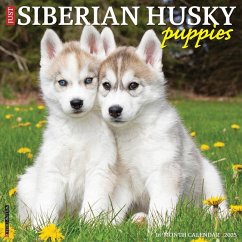 Just Siberian Husky Puppies 2025 12 X 12 Wall Calendar - Willow Creek Press