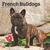 French Bulldogs 2025 12 X 24 Inch Monthly Square Wall Calendar Plastic-Free