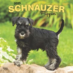 Schnauzer Puppies 2025 12 X 24 Inch Monthly Square Wall Calendar Plastic-Free - Browntrout