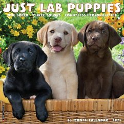 Just Lab Puppies 2025 12 X 12 Wall Calendar - Willow Creek Press