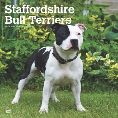 Staffordshire Bull Terriers 2025 12 X 24 Inch Monthly Square Wall Calendar Plastic-Free - Browntrout